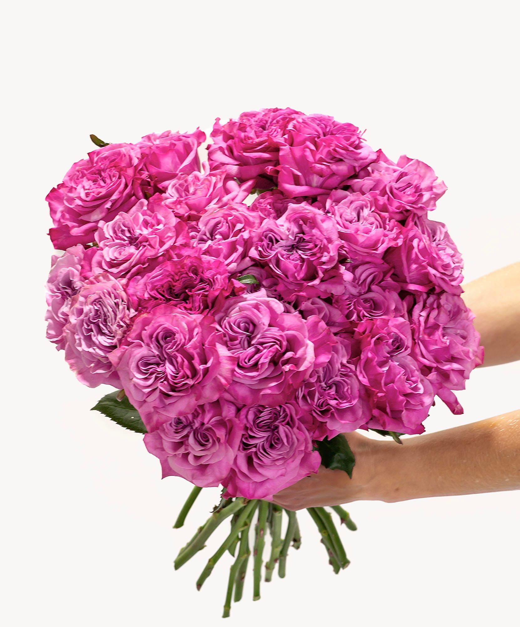 Vibrant bouquet of pink roses held gracefully, perfect for celebrations and gifts.